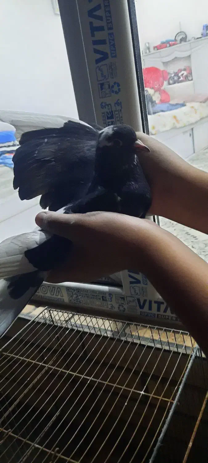 کفتر یجایی|پرنده|مشکین‌دشت, |دیوار