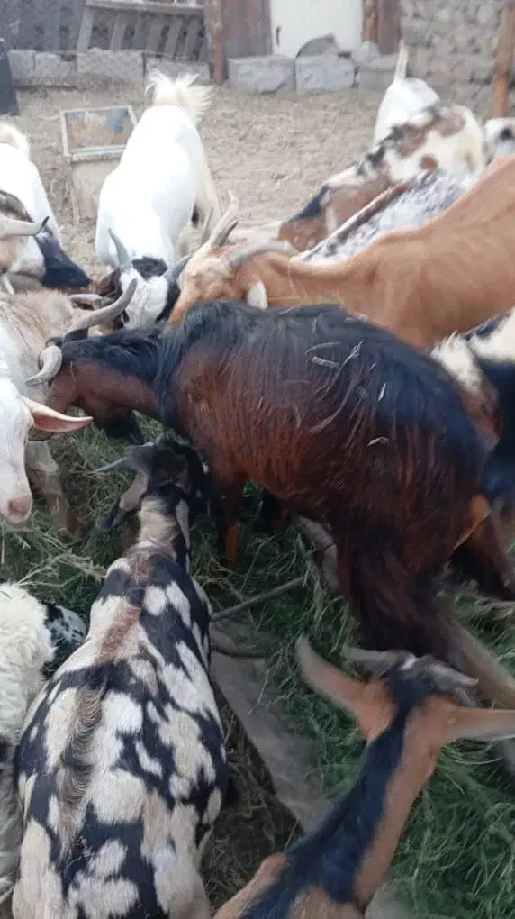 کهره و بره و بز نزار و گوسفند|حیوانات مزرعه|بندرعباس, |دیوار