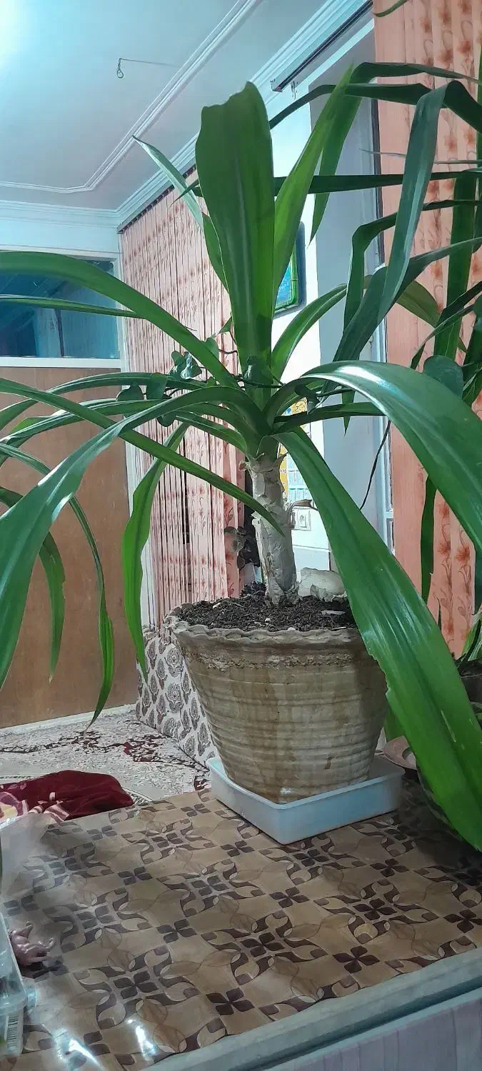 گلدان های زیبا|گل و گیاه طبیعی|حمیدیا, |دیوار