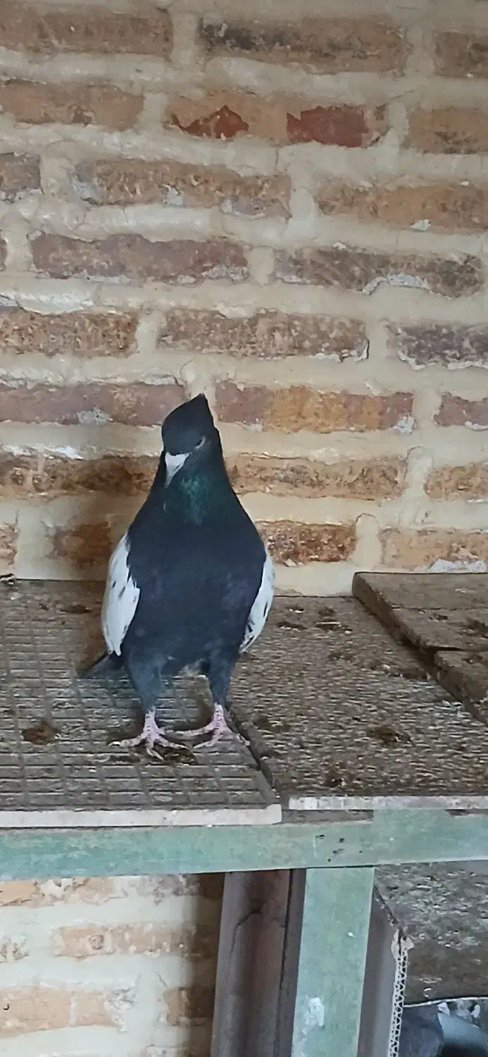 کبوتر دم سیاه|پرنده|قزوین, |دیوار