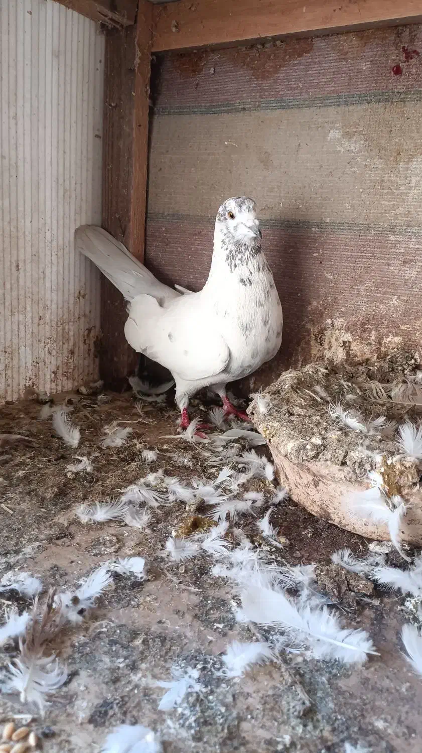 کبوتر|پرنده|رشت, شهرک صبا|دیوار