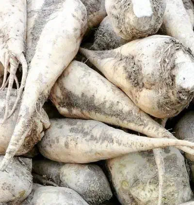 چغندر قند برای دام ، کاه|لوازم جانبی حیوانات|مرودشت, رامجرد یک|دیوار