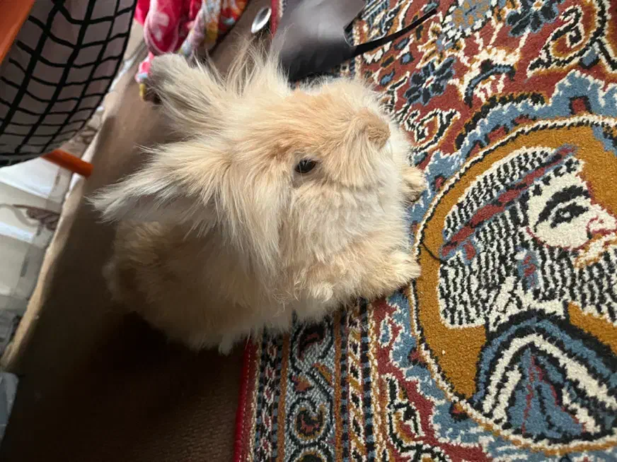 خرگوش جرسی|موش و خرگوش|خمینیشهر, |دیوار