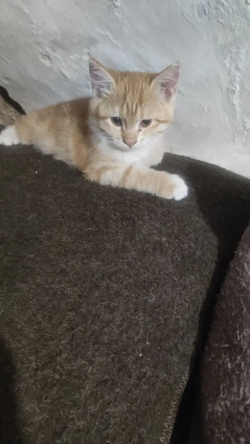 بچه گربه دوماهه|گربه|بیرجند, |دیوار