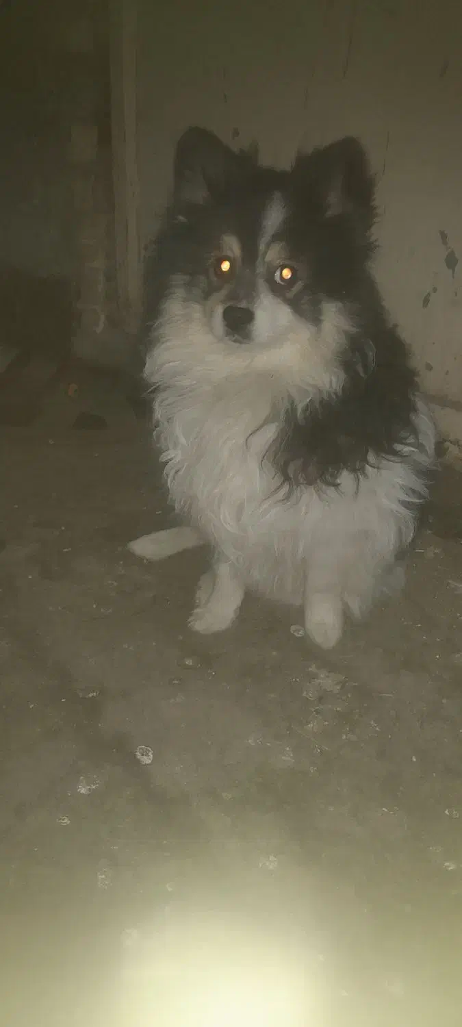 سگ پامر نر|سگ|مشهد, چهارچشمه|دیوار