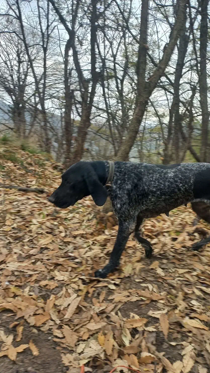 توله شکاری المانی|سگ|گالیکش, |دیوار