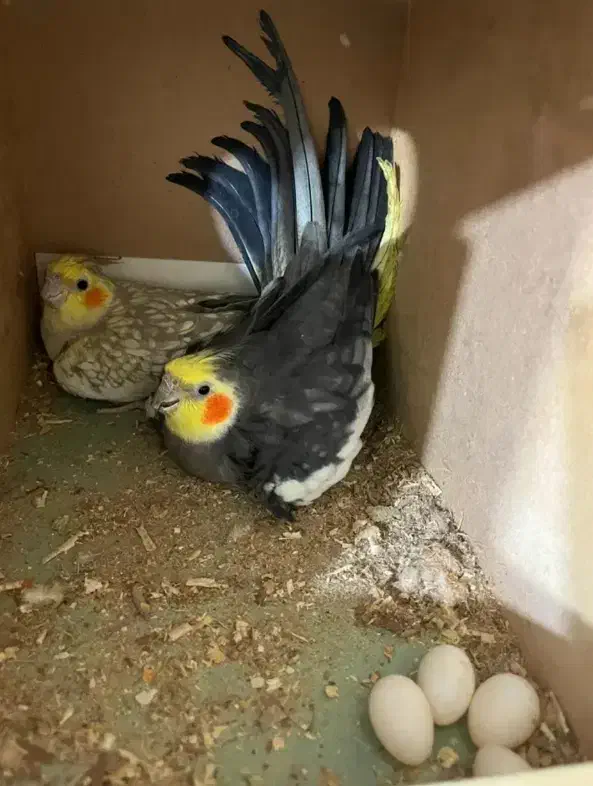 عروس هلندی بالغ|پرنده|نکا, |دیوار