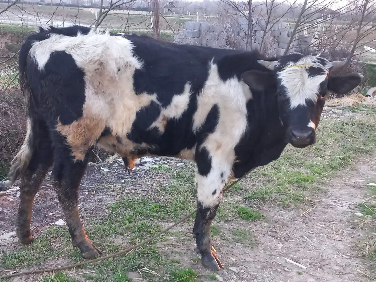 ورزا دو رگ|حیوانات مزرعه|رشت, صفاری|دیوار