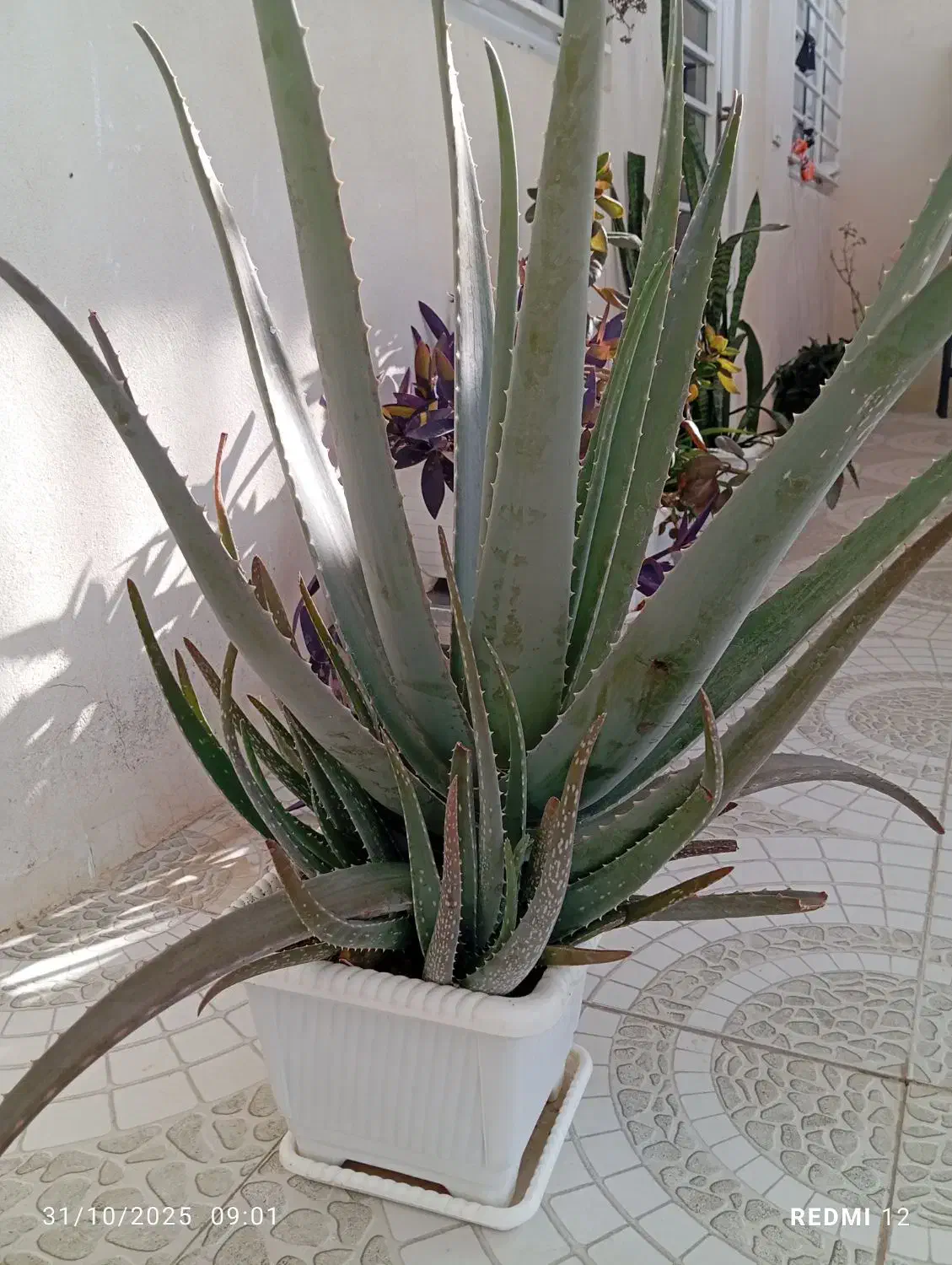 گل فروشی|گل و گیاه طبیعی|ایلام, |دیوار