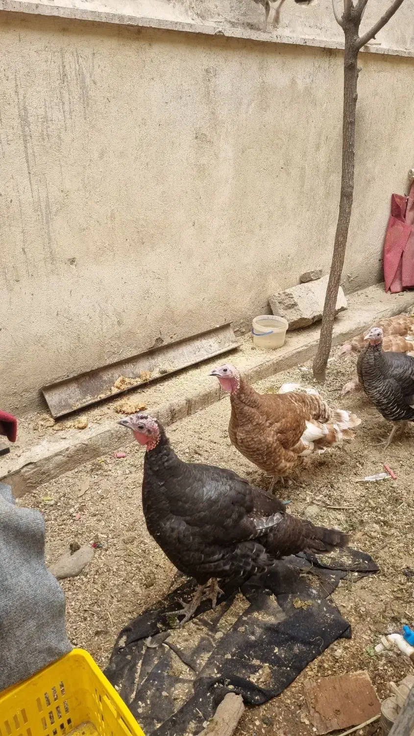 بوقلمون|حیوانات مزرعه|کرج, عظیمیه|دیوار