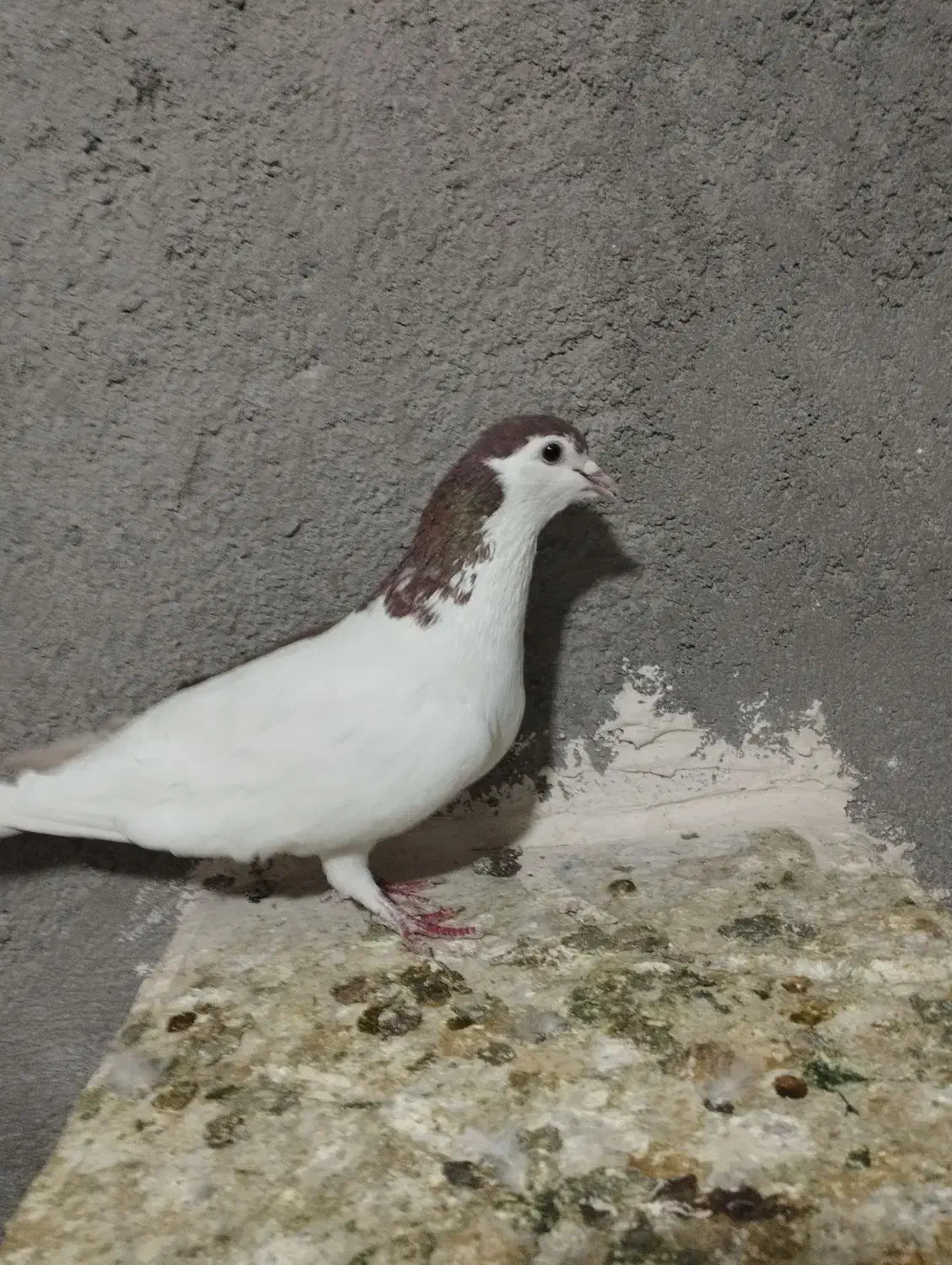 ماده چپ سرخ پاک تمیز فروشی|پرنده|تربتحیدریه, حاجی یار|دیوار