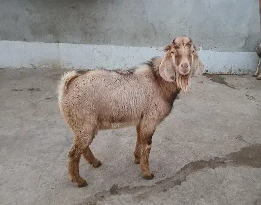 فروش بز|حیوانات مزرعه|بندر دیر, |دیوار