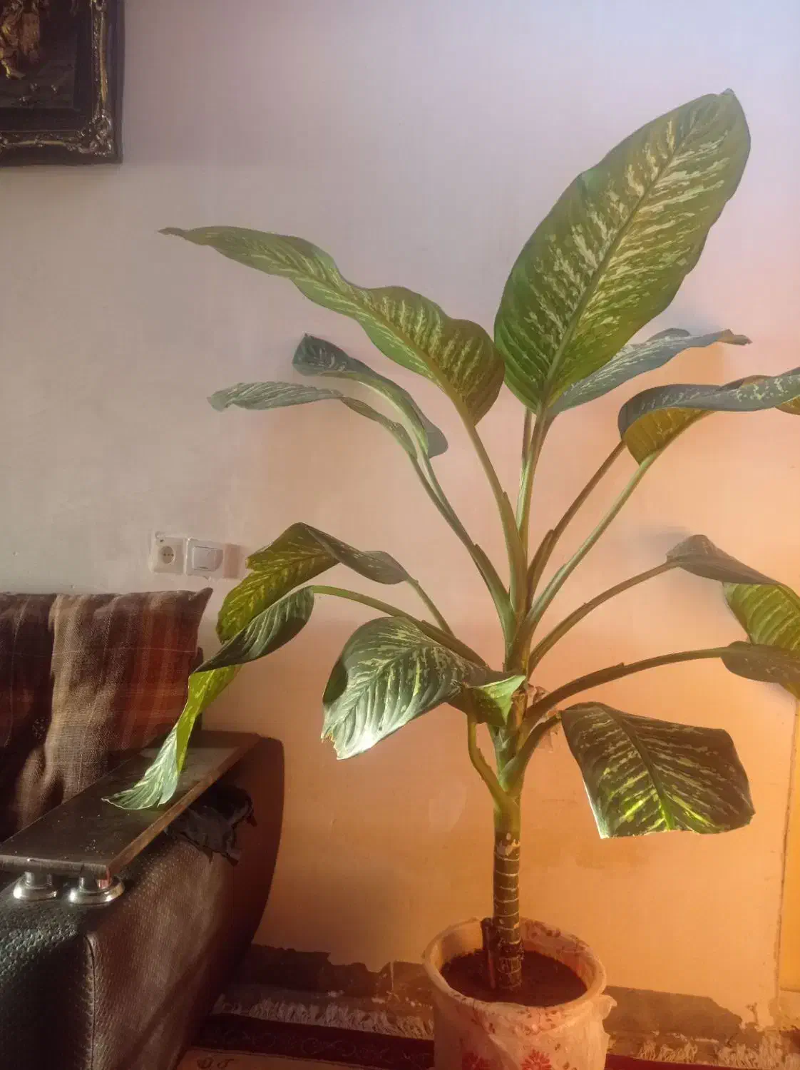 گل خانگی|گل و گیاه طبیعی|کوهدشت, |دیوار