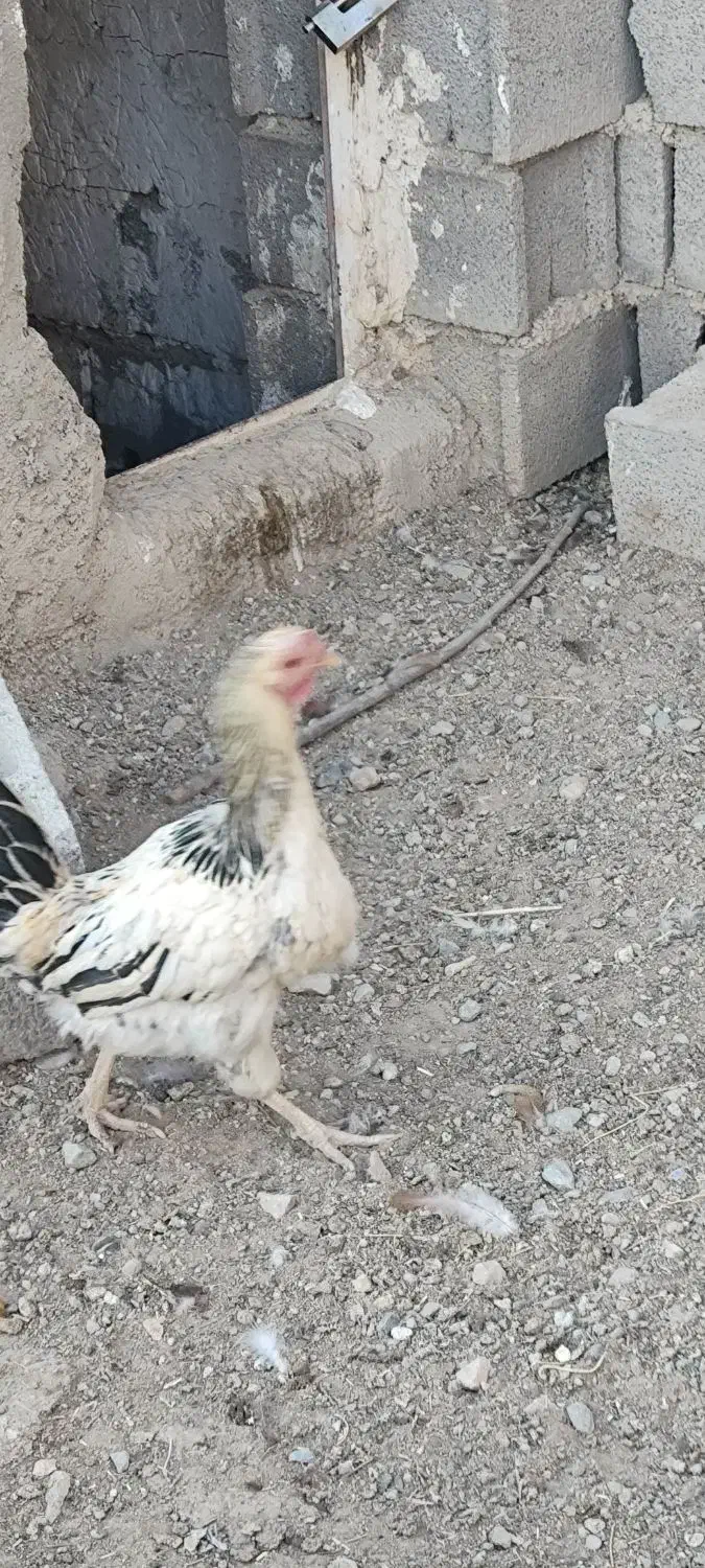 مرغ لاری و محلی|حیوانات مزرعه|سریش آباد, |دیوار
