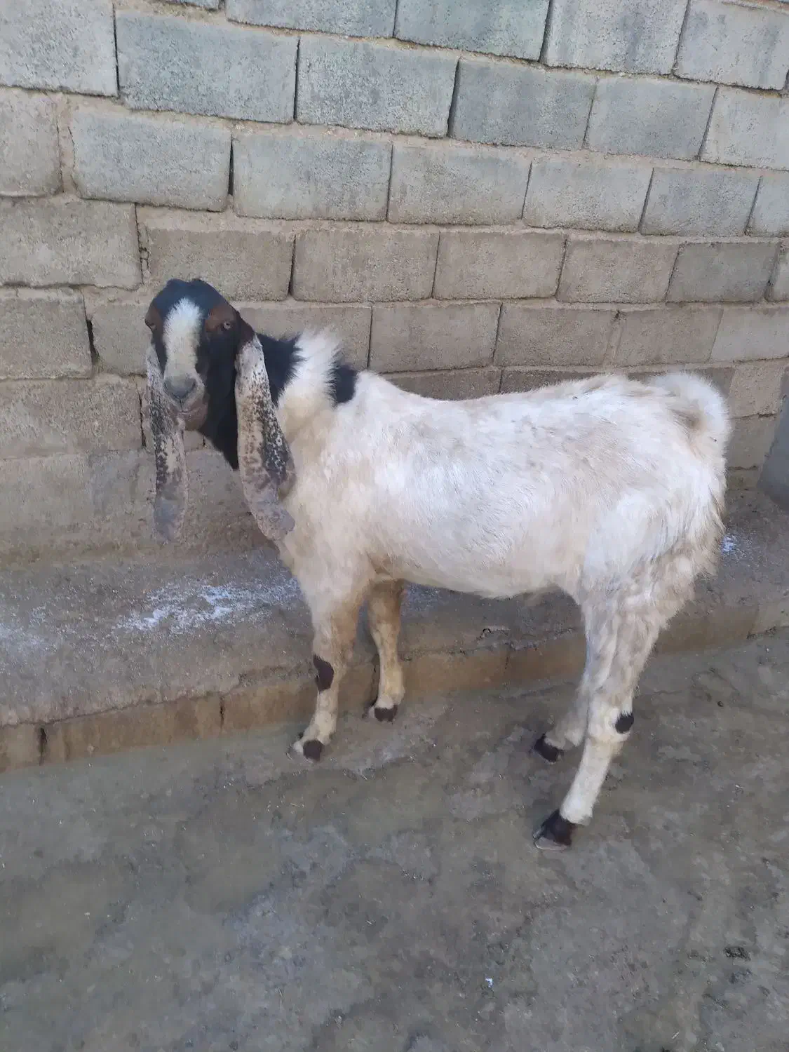 نربز پاکستانی اصل|حیوانات مزرعه|زیویه, |دیوار