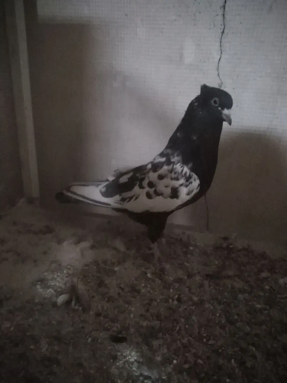 نرو ماده دم سفید نر سرور ماده سیاه|پرنده|اصفهان, شفق|دیوار