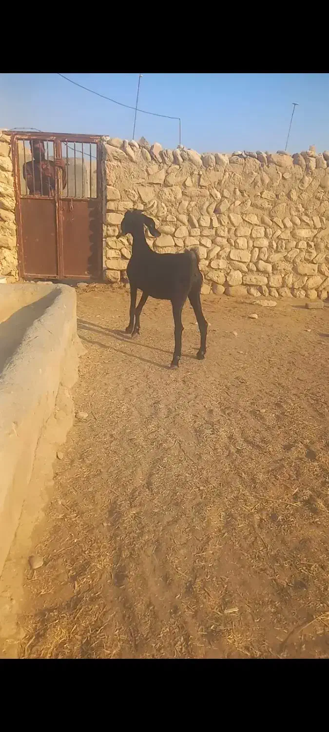 دو عدد بز دورگ|حیوانات مزرعه|بیرم, |دیوار