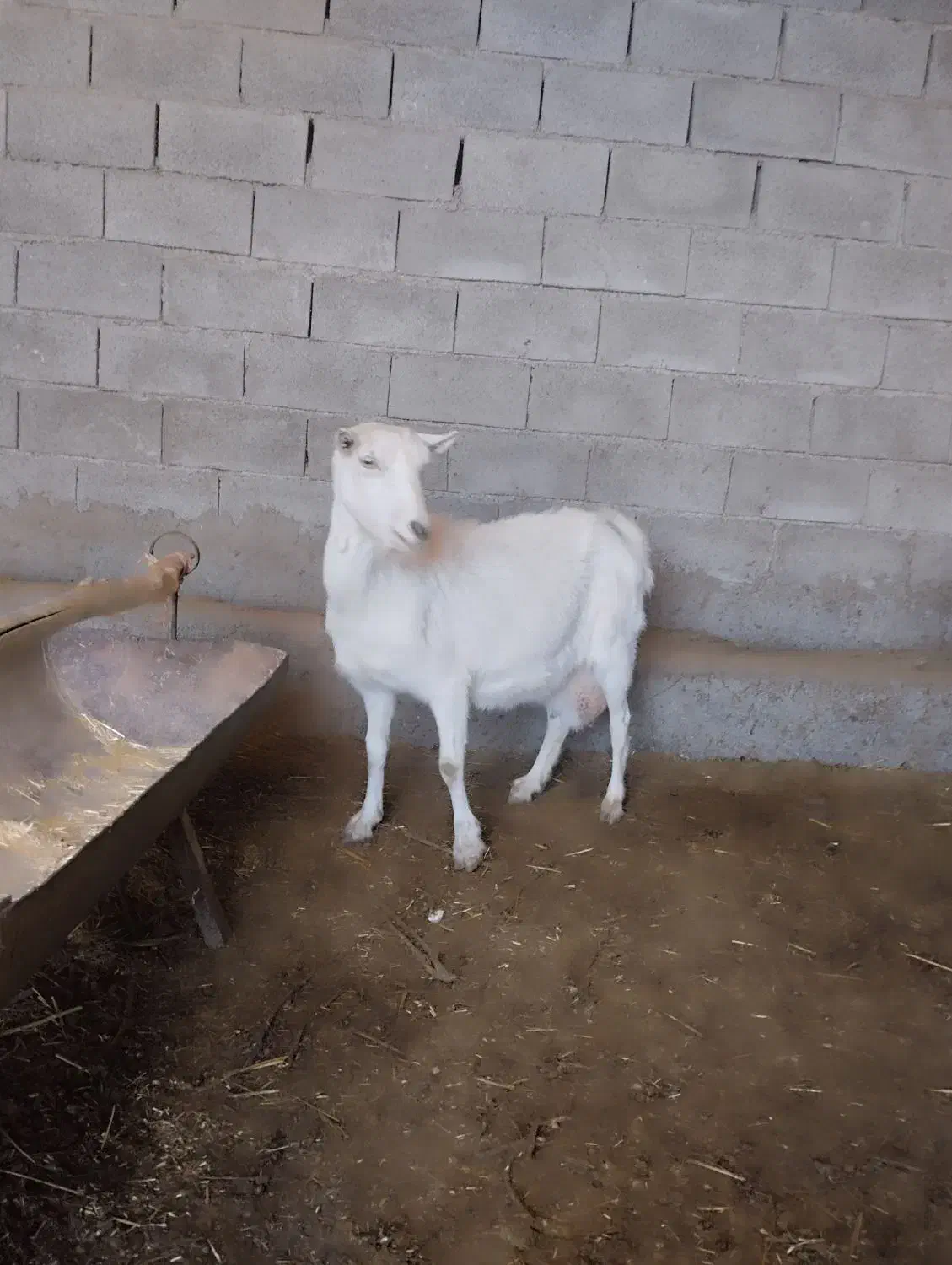 بزسانن|حیوانات مزرعه|نیشابور, فردوسی جنوبی|دیوار