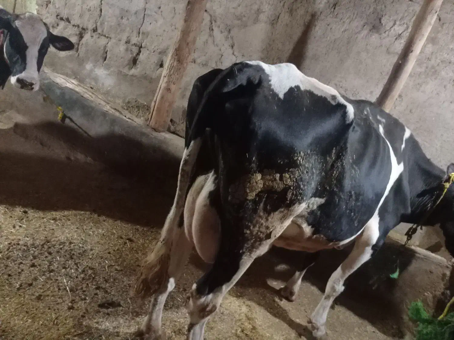 گاو‌شیری|حیوانات مزرعه|هشترود, |دیوار