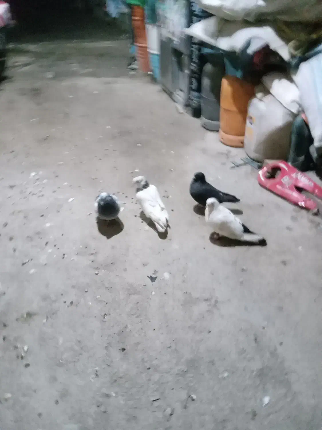 کبوتر|پرنده|مریوان, |دیوار