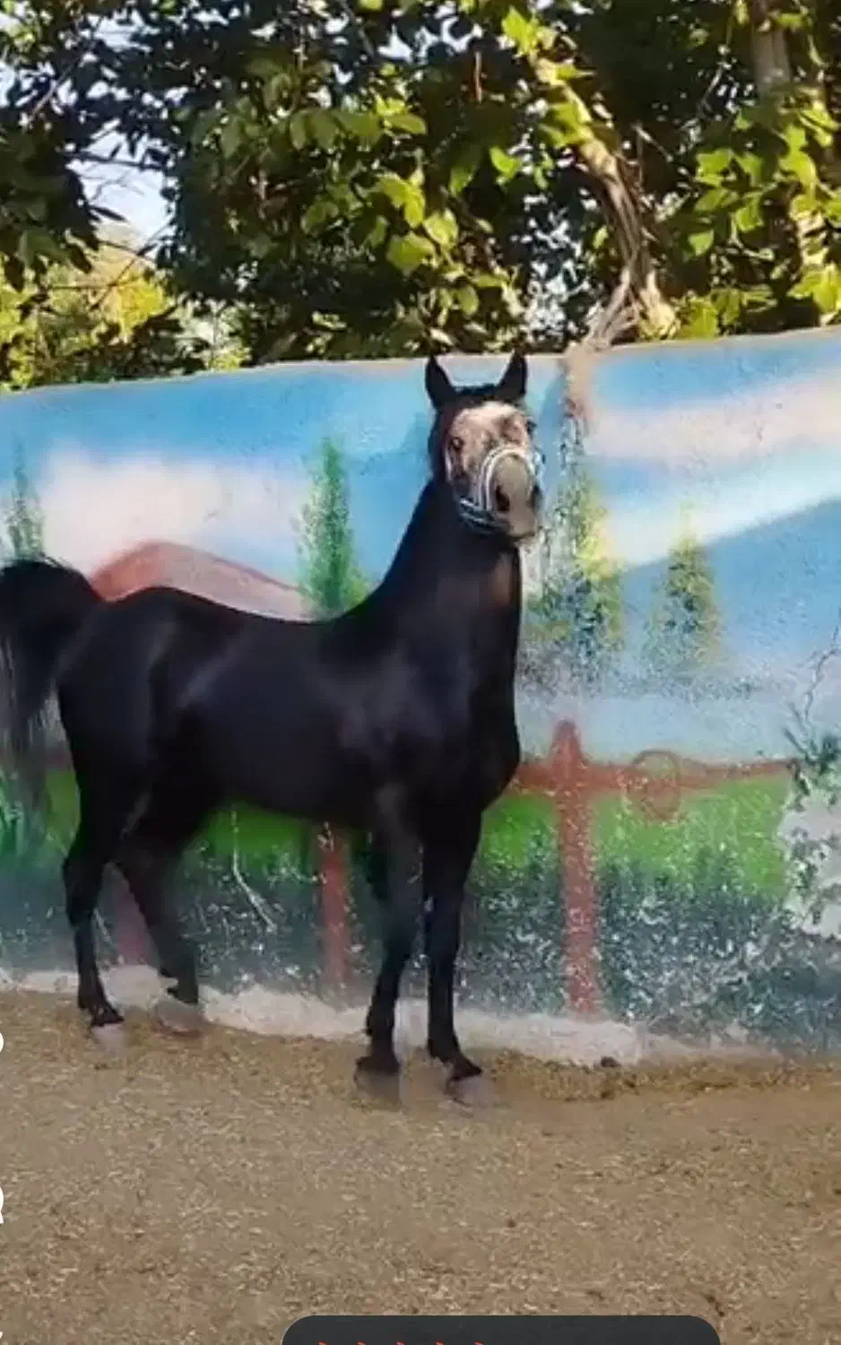 کیان نریان نجیب، سواری دار مجلسی بدون اخلاق بد|اسب و تجهیزات اسبسواری|خوانسار, |دیوار