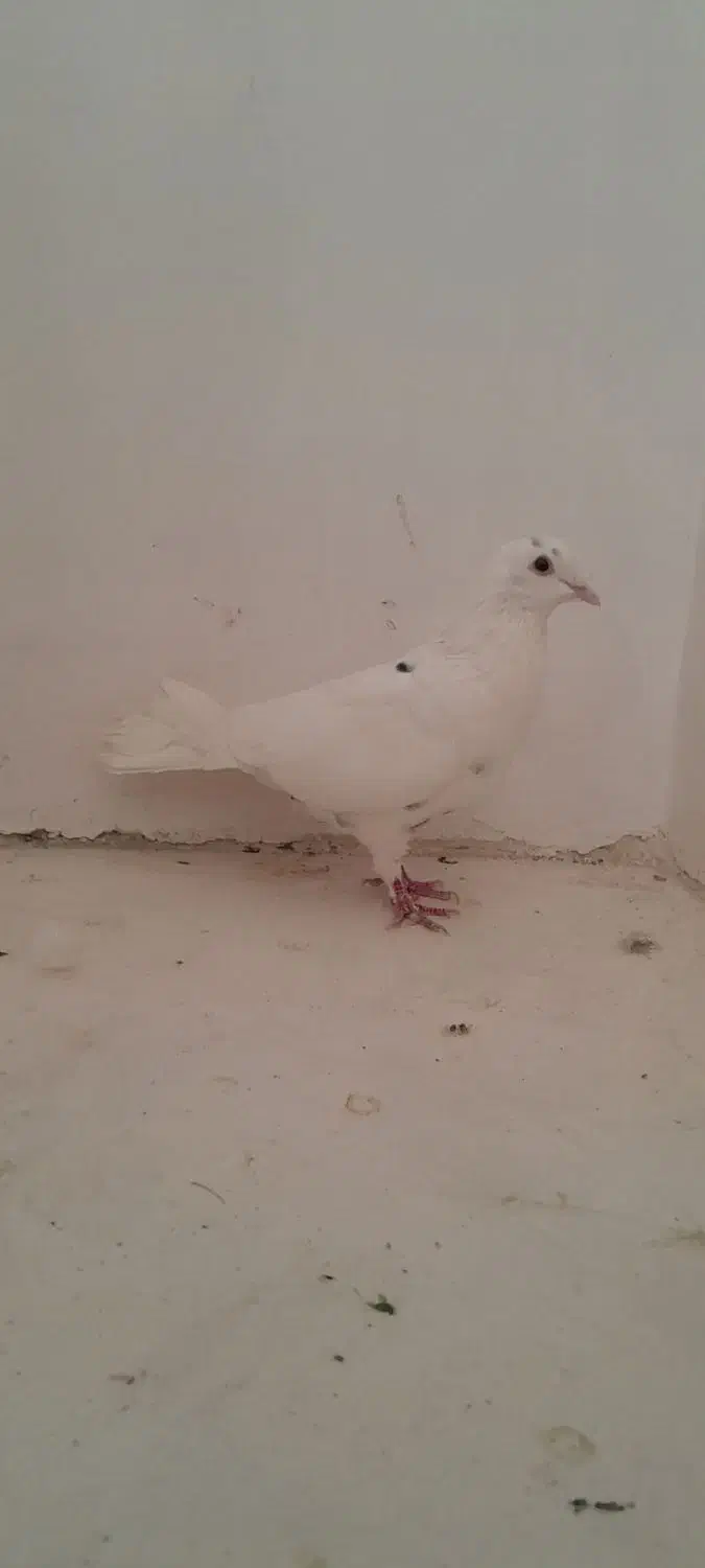 کفتر سفید غریب گیر|پرنده|ملایر, |دیوار