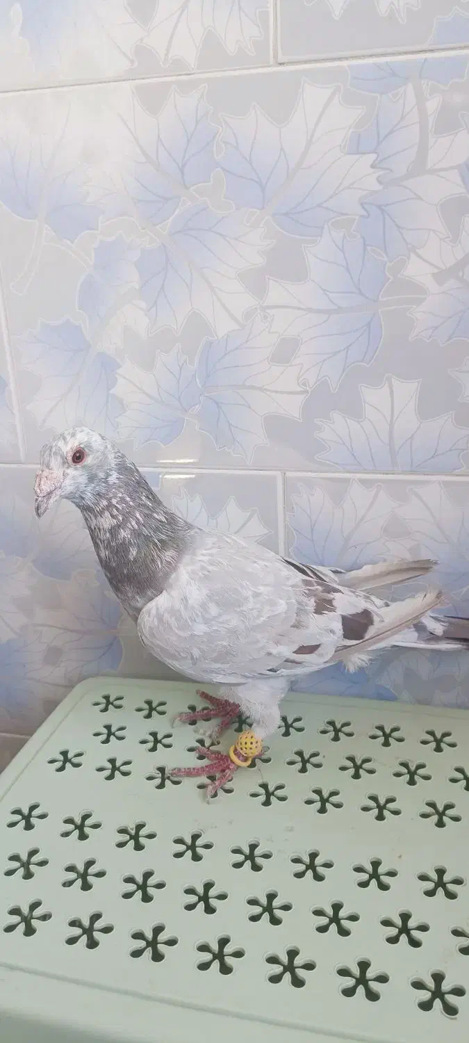 کفتر|پرنده|مبارکه, |دیوار