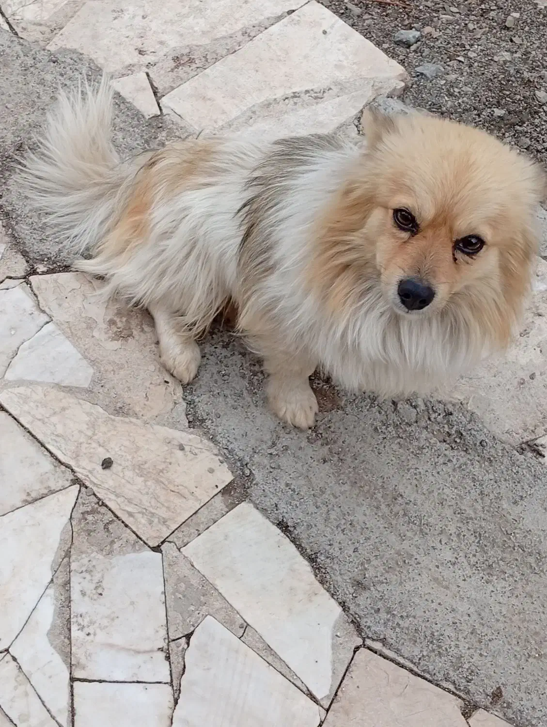 سگ پالمر|سگ|خمین, |دیوار