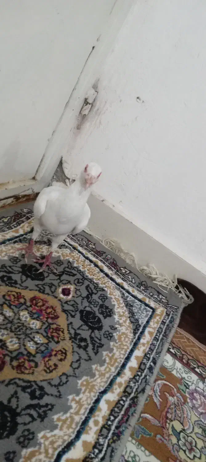 دورگ سالم و جوان|پرنده|کارون, |دیوار