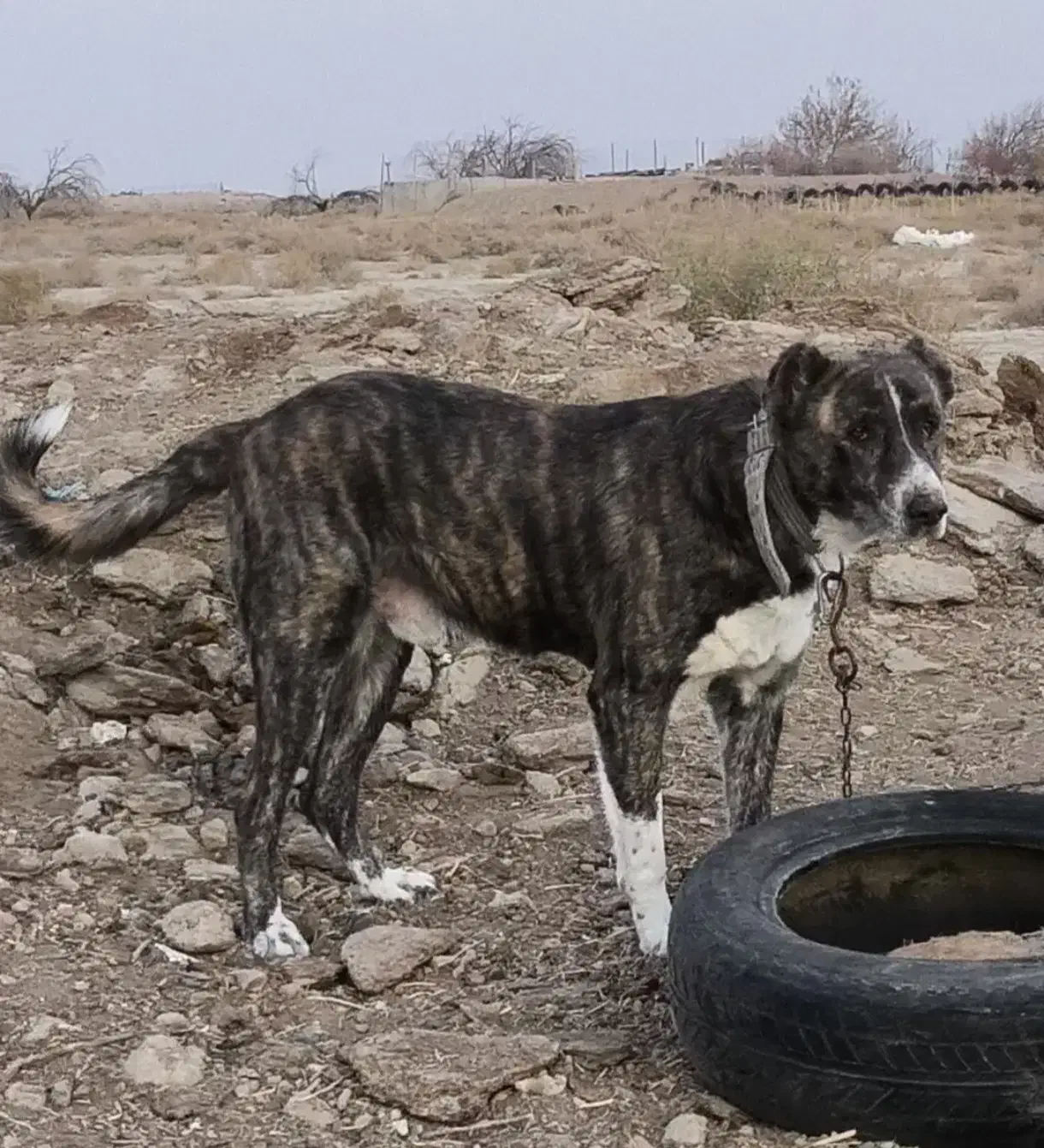 سگ گله افغانی 4 ساله|سگ|شاهرود, |دیوار
