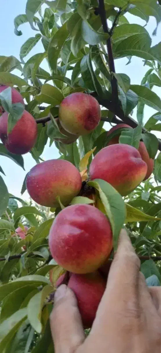 فروش عمده و خرده نهال|خدمات باغبانی و درختکاری|رشت, بازار|دیوار