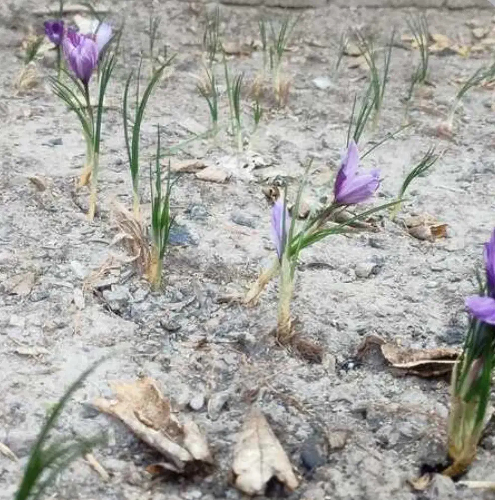 پیاز زعفران|گل و گیاه طبیعی|هشتگرد, هشتگرد قدیم|دیوار