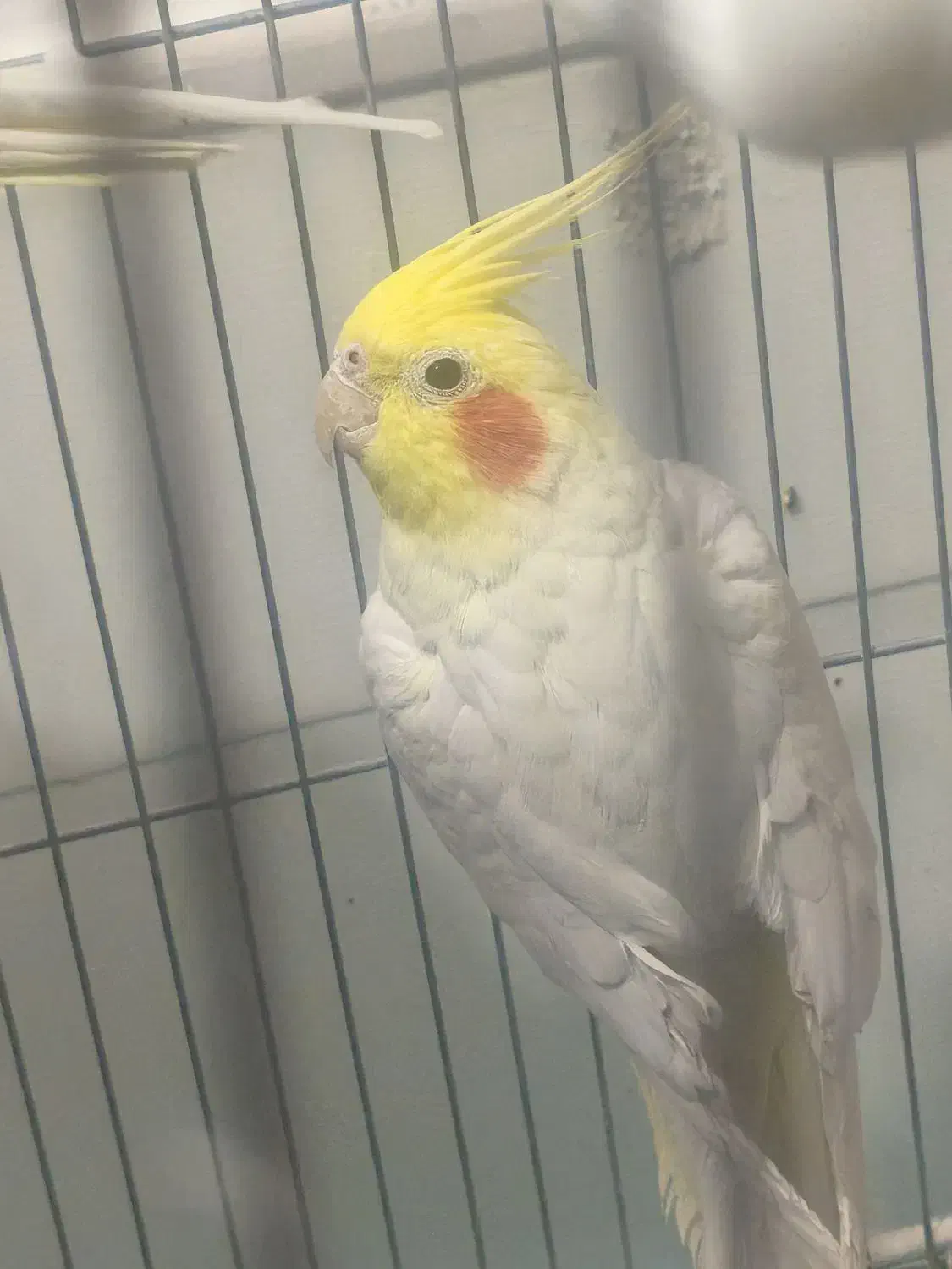 یک جفت عروس هلندی سخنگو|پرنده|رفسنجان, |دیوار