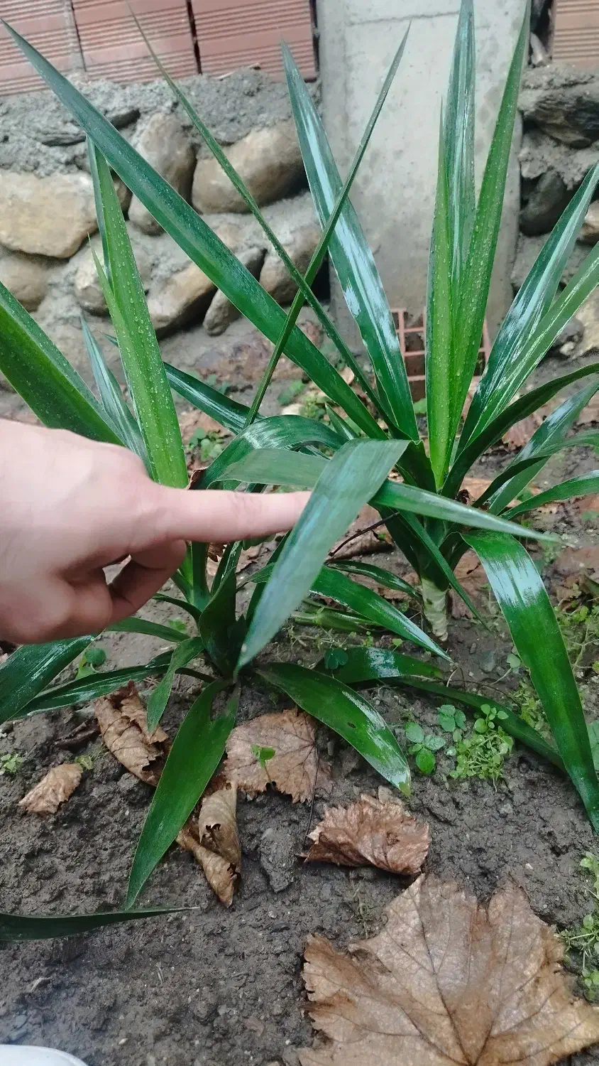 فروش گل یوکا|گل و گیاه طبیعی|گلوگاه, |دیوار