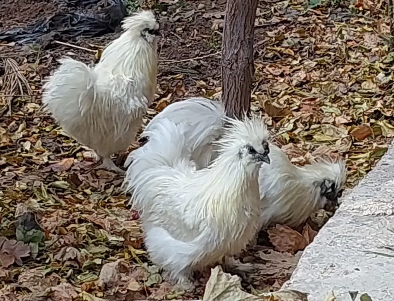 خروس ابریشمی/پنبه ای کوپال/معاوضه/فروش|حیوانات مزرعه|جلفا, |دیوار