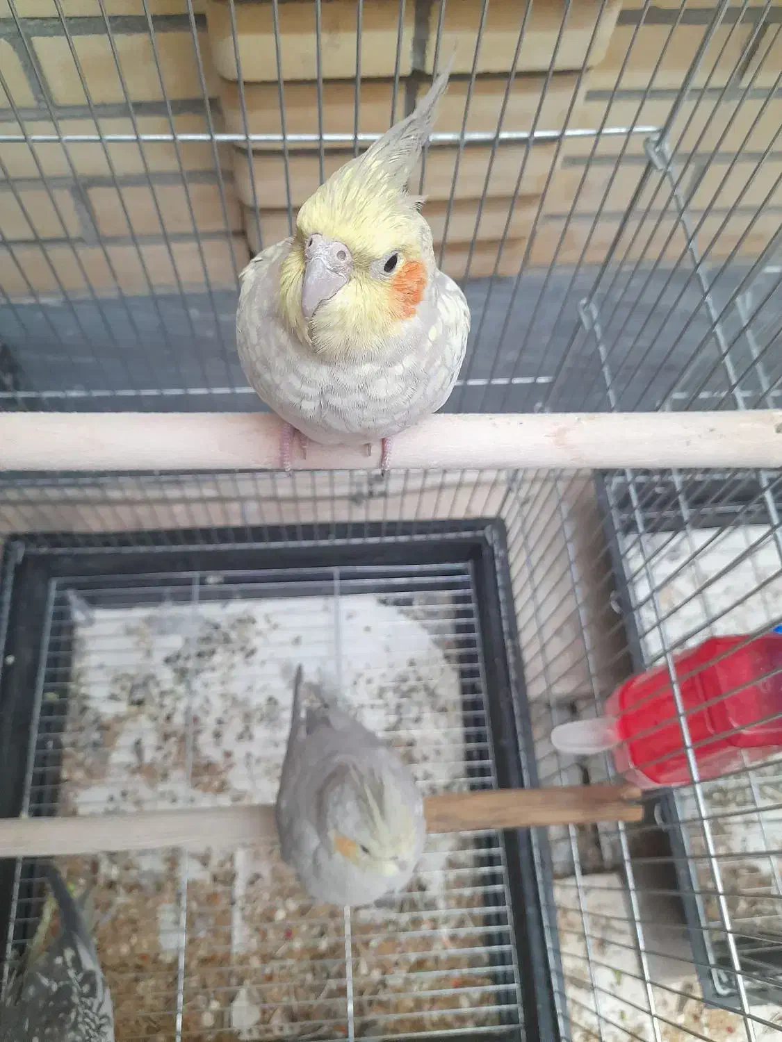 طوطی . پرنده . هلندی . مولد|پرنده|اصفهان, الهیه|دیوار