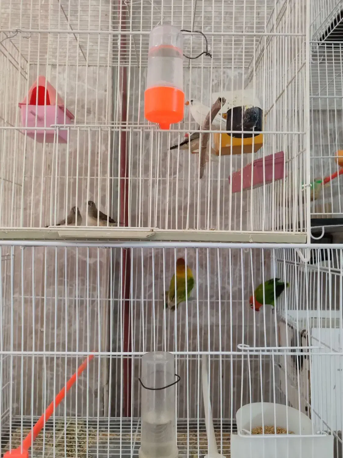 کتوله-عروس-فنج-مرغ عشق 100تومن|پرنده|نیشابور, خیام|دیوار