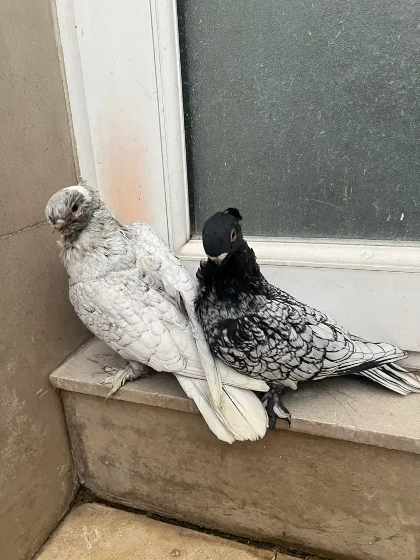 جفت کبوتر بلاندنیت سیلور|پرنده|تهران, سردارجنگل|دیوار