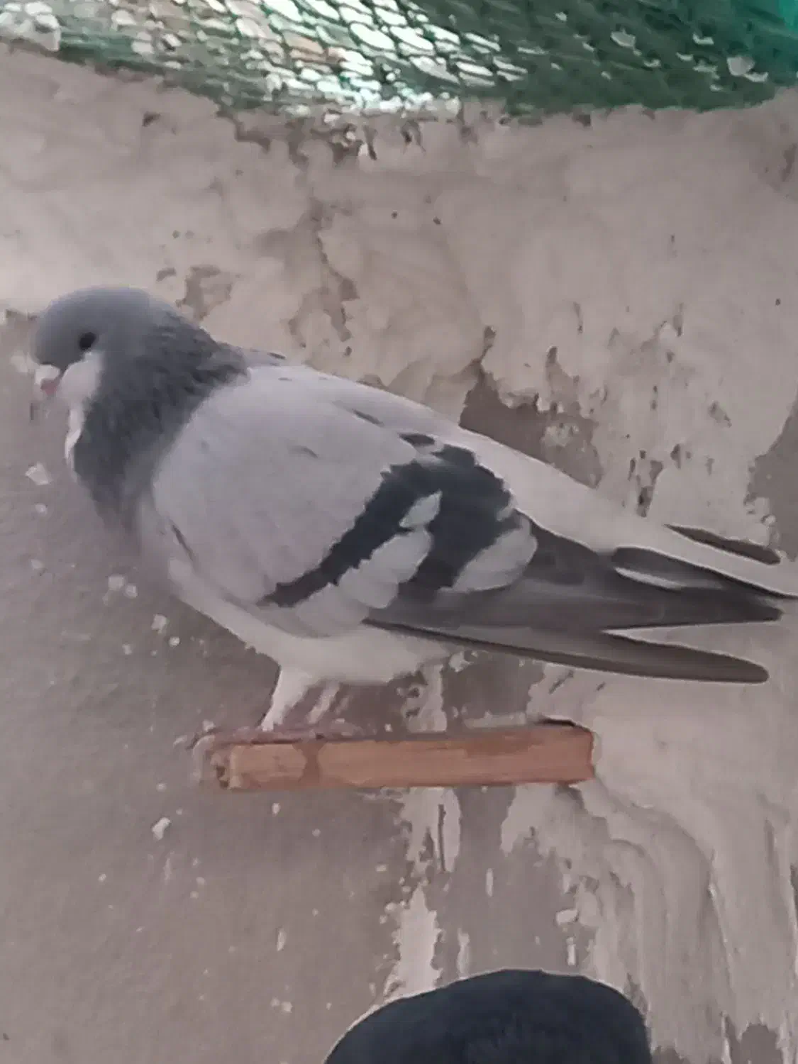 کبوتر شهری بدرنگ سبز نر|پرنده|کازرون, |دیوار