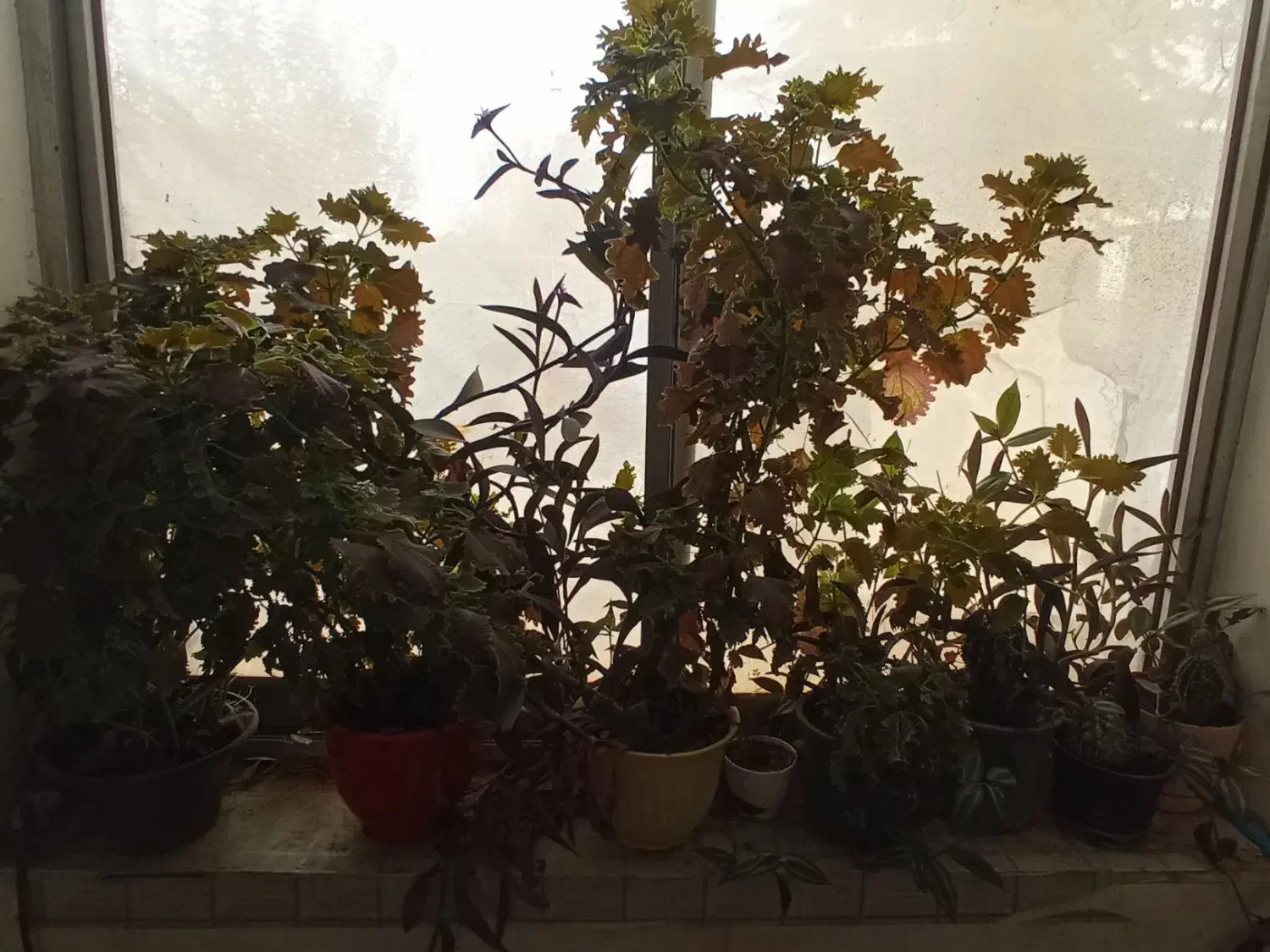 18گلدون|گل و گیاه طبیعی|چناران, |دیوار