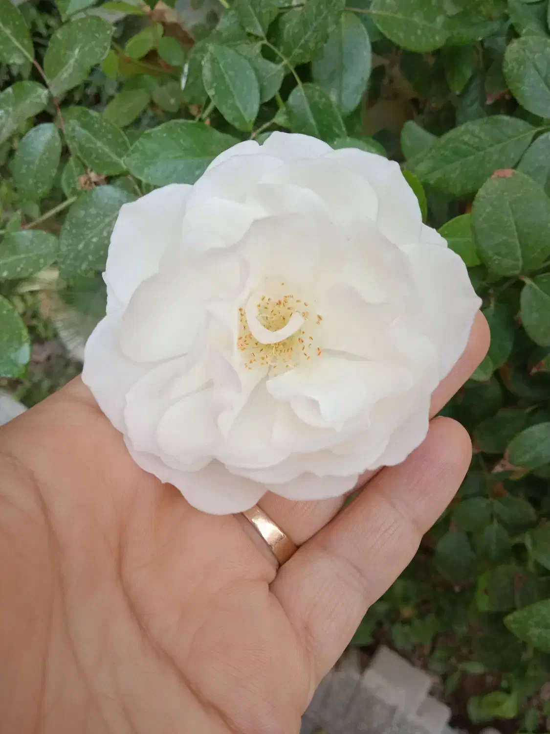 سفارش سبزیجات پذیرفته میشود|خوردنی و آشامیدنی|چهارباغ, |دیوار