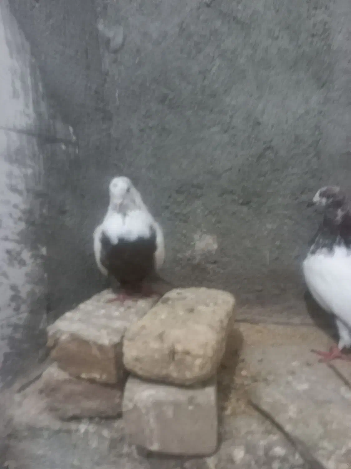 کفتر|پرنده|لالجین, |دیوار