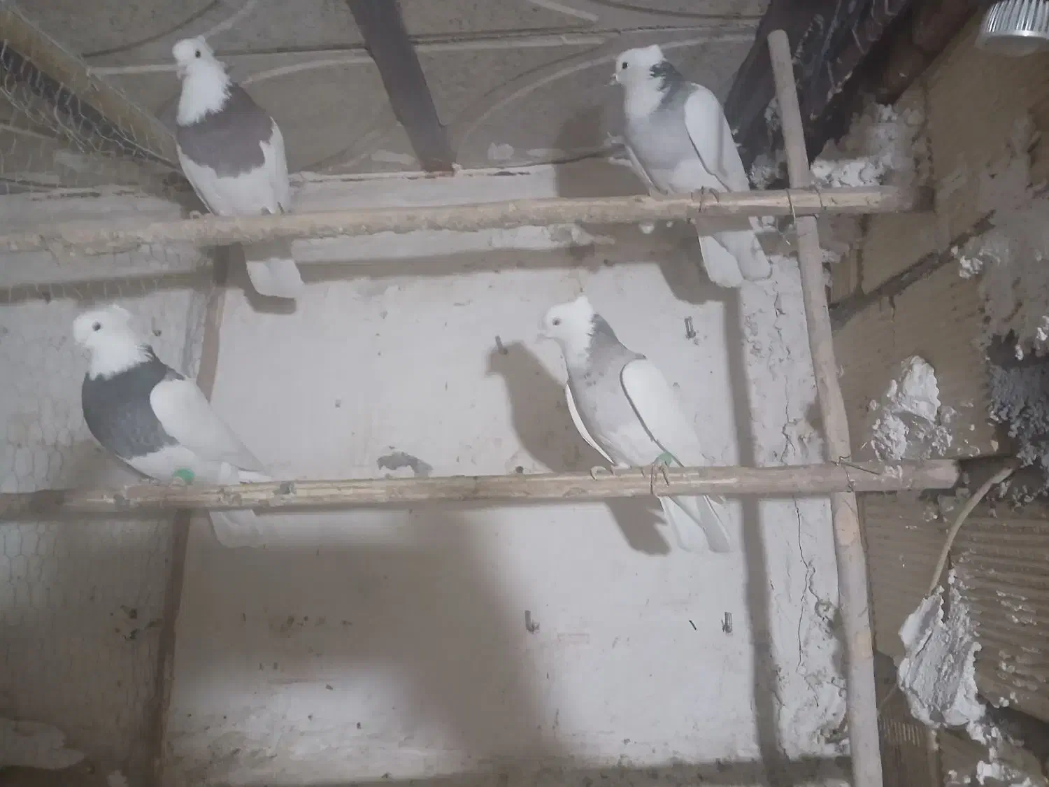 کفتر ماده|پرنده|همدان, |دیوار