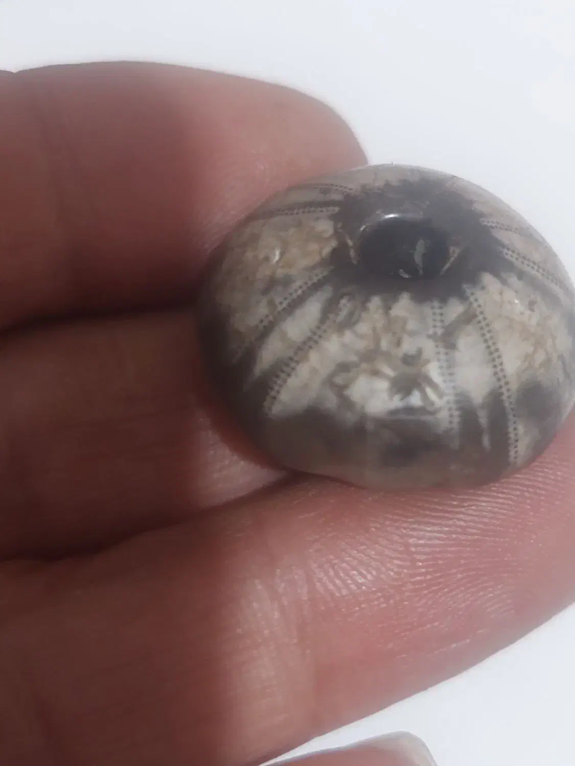 مهره کمیاب|کلکسیون اشیاء عتیقه|تهران, حر|دیوار