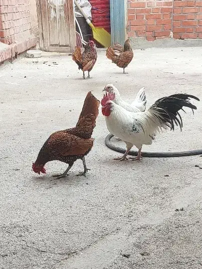 چاپنیز و سیبرایت اصیل|حیوانات مزرعه|تبریز, |دیوار