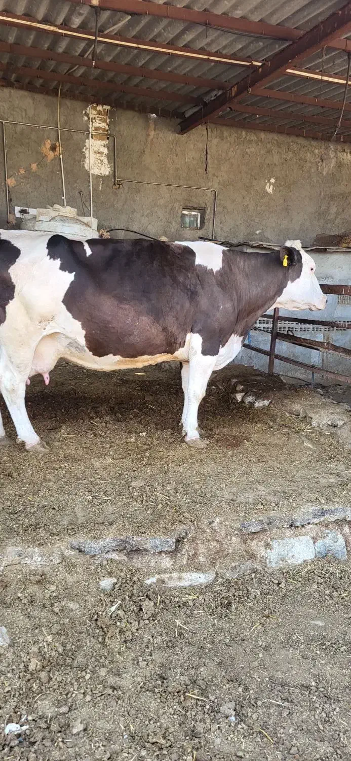 تلیسه.۷ماه.نیم.ابستن|حیوانات مزرعه|سبزوار, رباط|دیوار