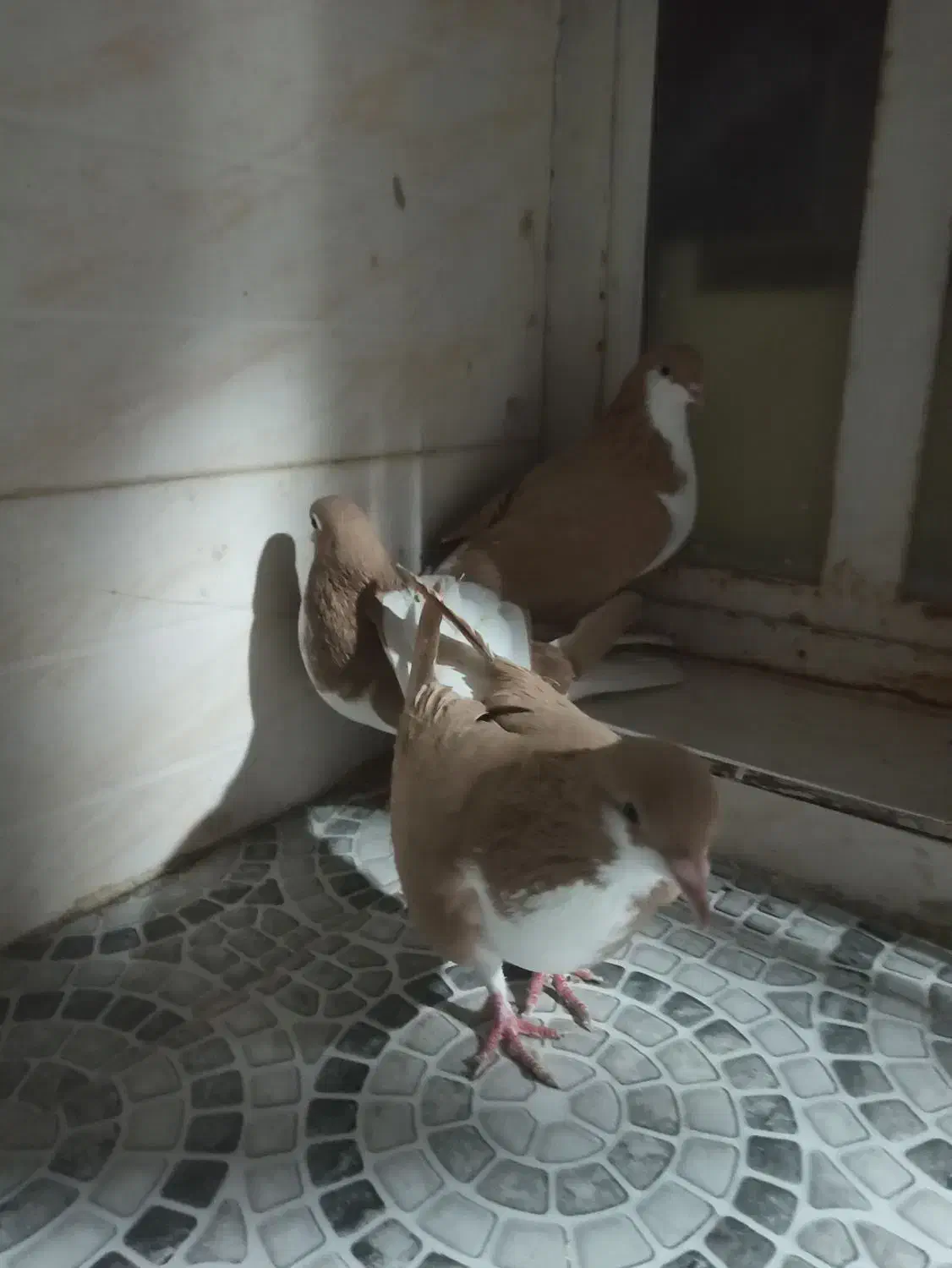 کبوتر فروشی|پرنده|شیراز, شهرک مدرس|دیوار