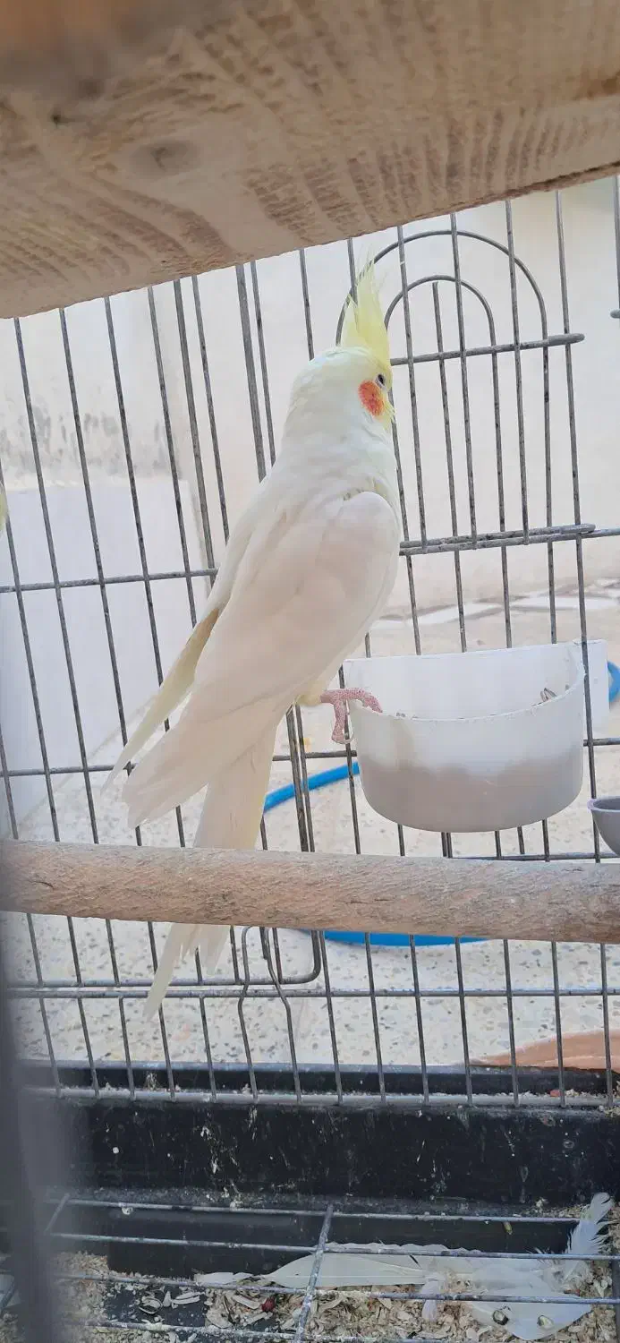 عرویهلندیمولد|پرنده|سرپل ذهاب, |دیوار