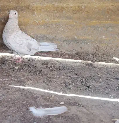 ماده تهرانی|پرنده|اشتهارد, |دیوار