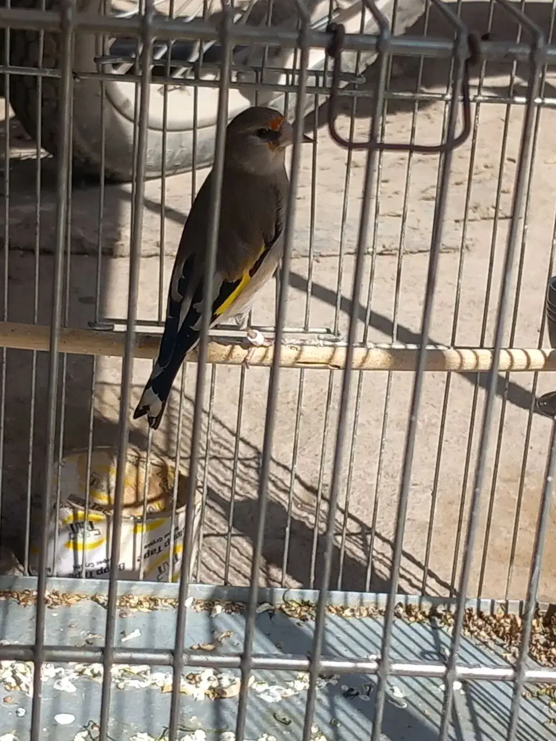 سهره ماده|پرنده|نیشابور, مازول|دیوار